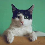 Gato atigrado descansando
