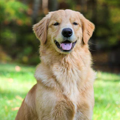 Rocky, perro golden retriever